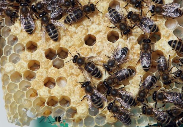 Axels Terrasseneintopf: Bienen auf der Privatterrasse