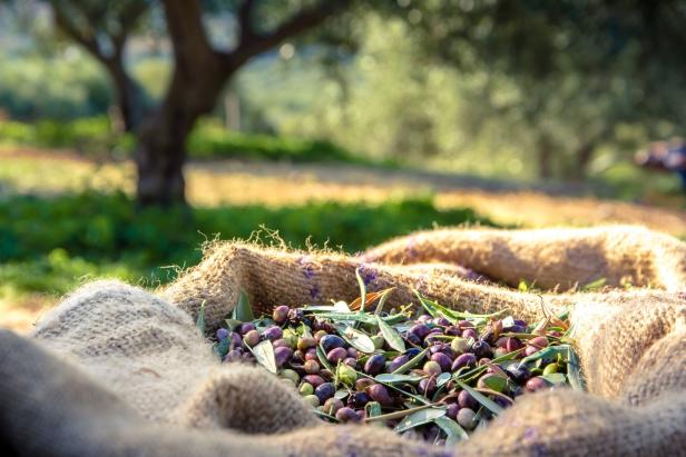 Klimawandel auf den Feldern: Olivenhaine statt Weizen