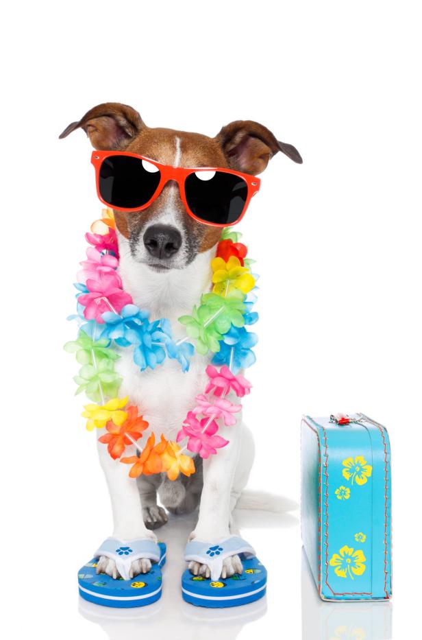 Ein Jack Russell Terrier mit Sonnenbrille, Blumenkette und Flip-Flops neben einem Koffer.
