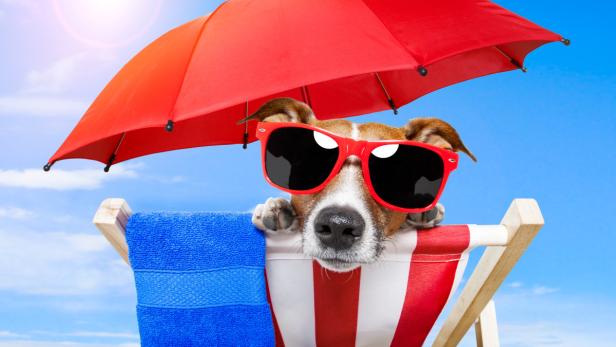 Ein Hund mit Sonnenbrille entspannt auf einer rot-weiß gestreiften Liege unter einem roten Sonnenschirm.