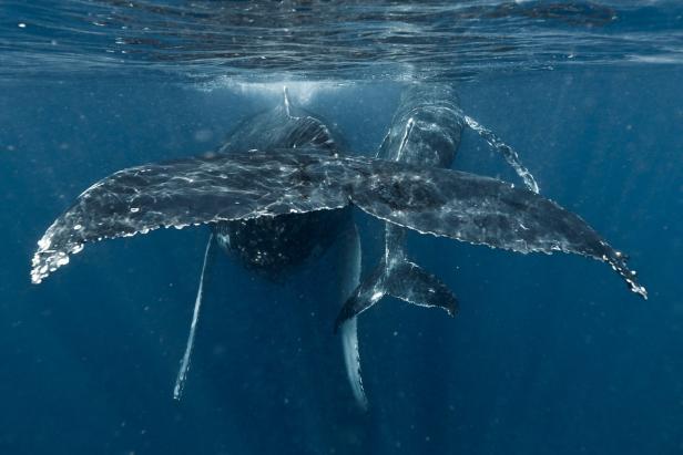 Kurzfilm über Wale als Appell für mehr Umweltschutz