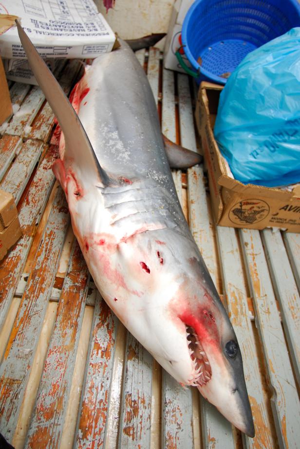 Nordatlantik: Schwertfischfang gefährdet massiv Haiarten 