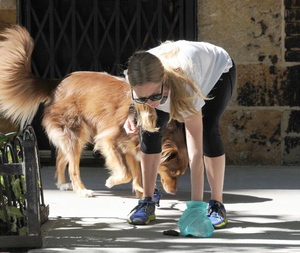 Promihunde: Bunt, verwöhnt oder ganz normal