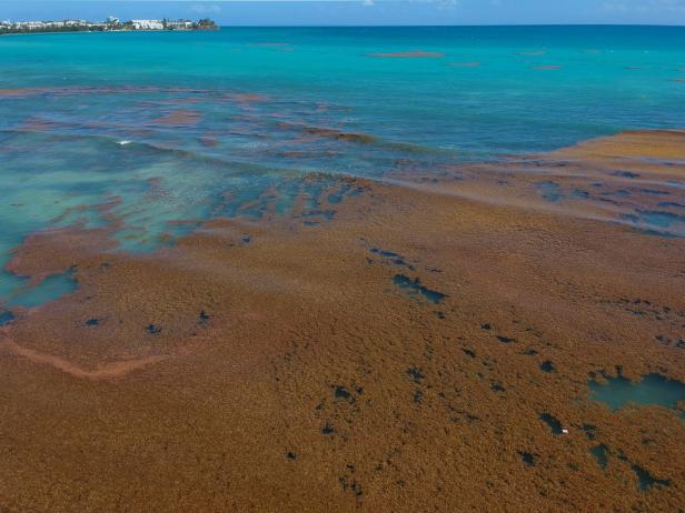 Geruch von faulen Eiern: Karibik-Traumstrände leiden unter Algenplage