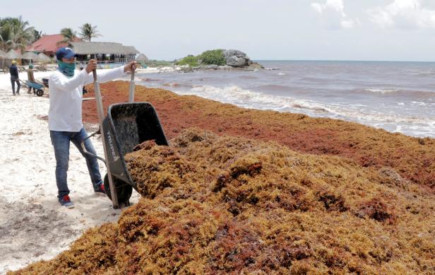 Geruch von faulen Eiern: Karibik-Traumstrände leiden unter Algenplage