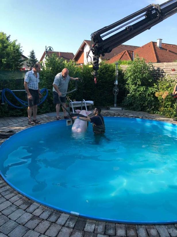 200 Kilo schwere Zuchtsau nahm ein Bad im Swimming-Pool