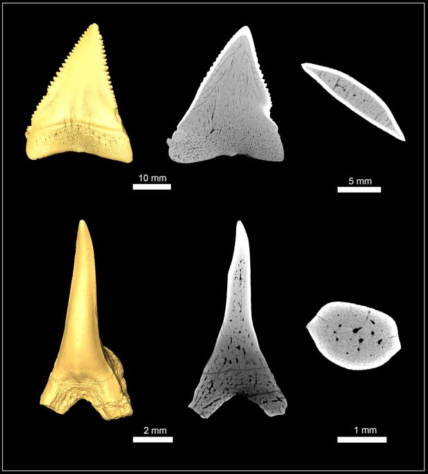 Zähne verraten evolutionären Ursprung des Weißen Hais