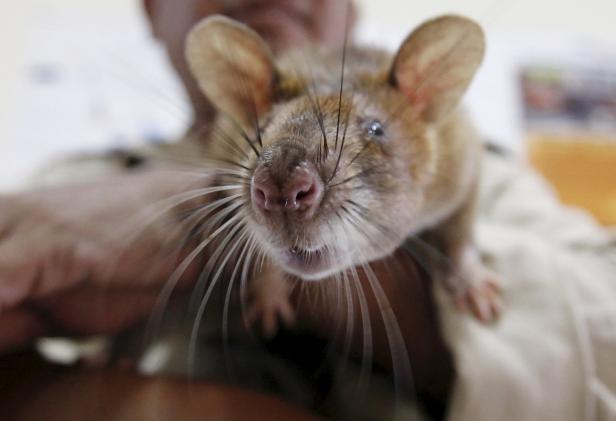 Tierische Jobs: Was Ratten, Affen & Co für Menschen leisten