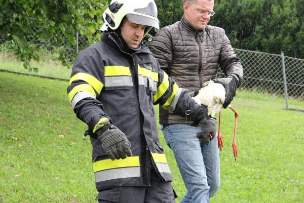 Verletzter Storch gerettet, Sorge um Jungtiere in der Steiermark