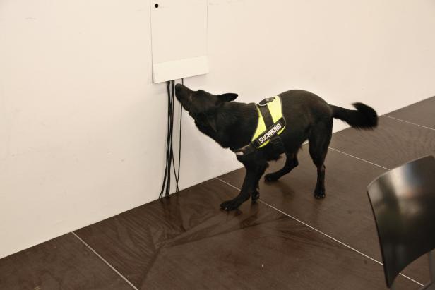 Schimmeldetektive: Hunde halten mit Technik mit