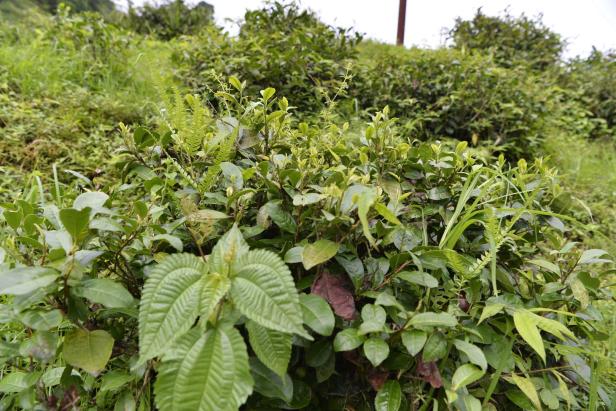 Darjeeling: Teefirmen für Hungerlohn der Pflücker verantwortlich