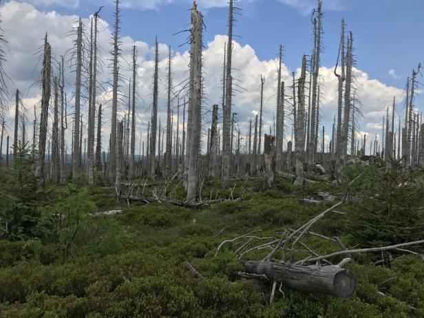 Ausweg aus der Klimakrise? Bäume alleine werden nicht helfen