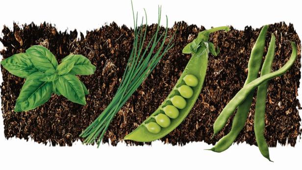 Im Gemüsebeet: Sechs Tipps für eine gelungene Ernte