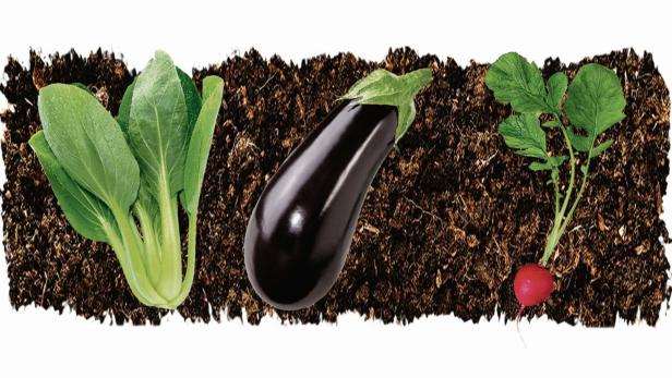 Im Gemüsebeet: Sechs Tipps für eine gelungene Ernte