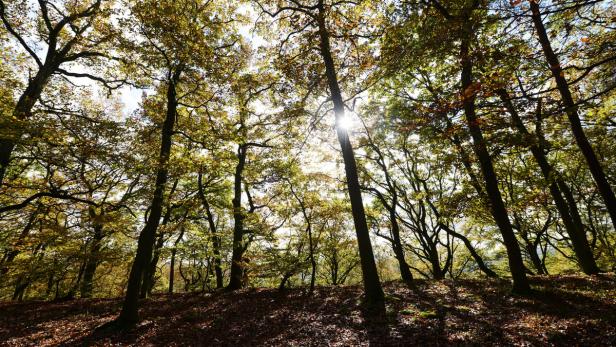 Die Sonne scheint durch die Baumkronen im herbstlichen Wald.