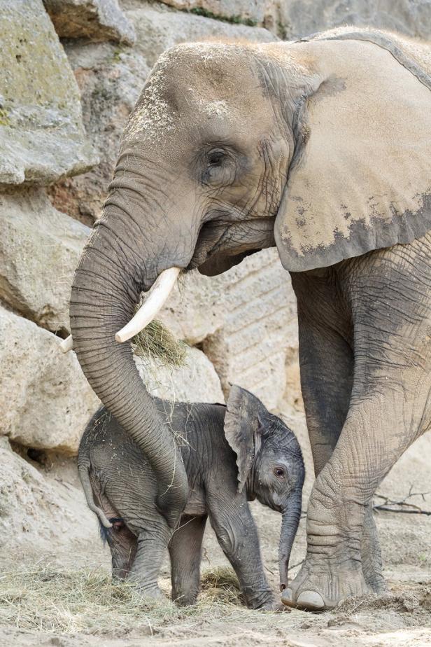 Tiergarten Schönbrunn: Elefantenbaby ist da