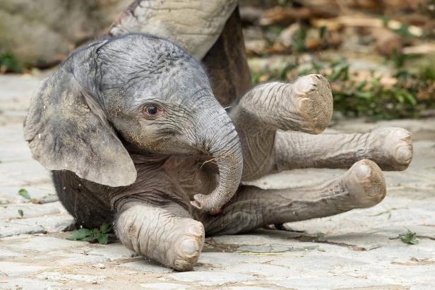 Tiergarten Schönbrunn: Elefantenbaby ist da