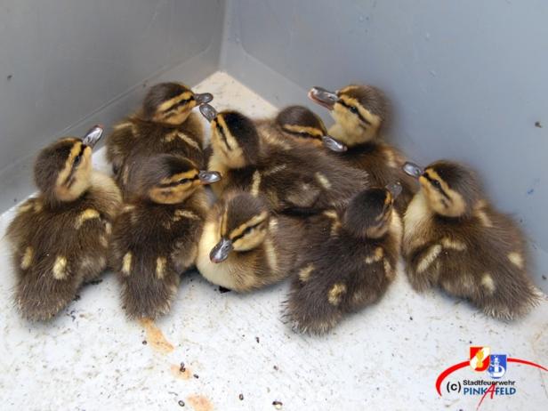 Stadtfeuerwehr Pinkafeld rettet Entenfamilie mit zehn Küken