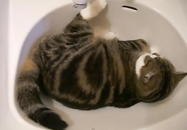 Eine getigerte Katze liegt entspannt in einem weißen Waschbecken.