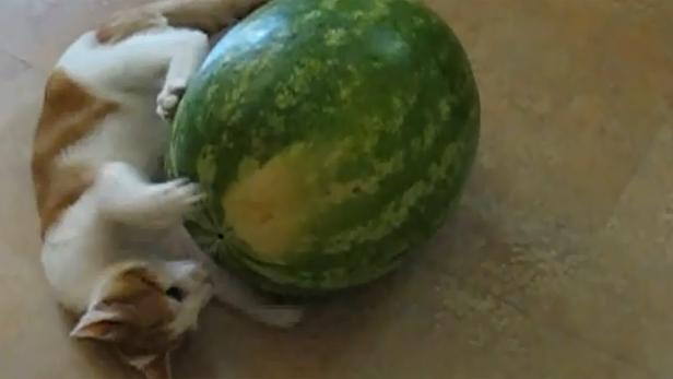 Eine Katze spielt mit einer großen Wassermelone.