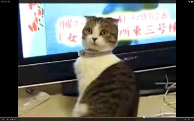 Eine Katze mit Halsband sitzt vor einem Fernseher mit japanischer Schrift.