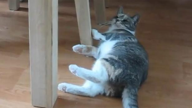 Eine Katze liegt auf dem Rücken und hält sich an einem Tischbein fest.