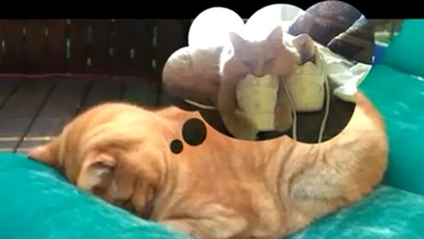 Eine orangefarbene Katze schläft auf einem türkisfarbenen Kissen und träumt von Schuhen.