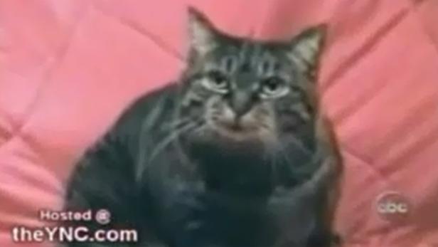 Eine getigerte Katze sitzt auf einem rosa Untergrund.