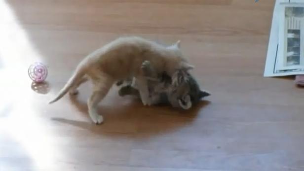 Zwei Kätzchen raufen spielerisch miteinander auf einem Holzboden.