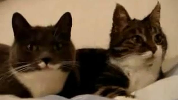 Zwei Katzen liegen nebeneinander auf einer hellen Oberfläche.