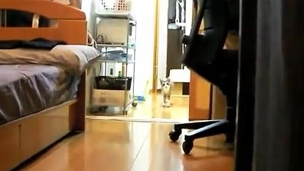 Eine Katze steht in einem Flur und schaut in die Kamera.