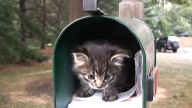 Ein kleines Kätzchen sitzt in einem grünen Briefkasten.