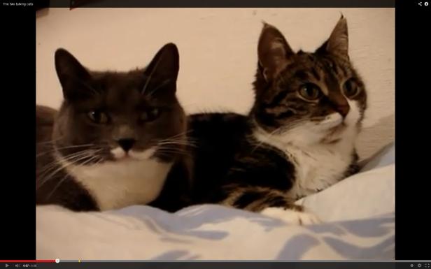 Eine graue und eine getigerte Katze liegen auf einem Bett.