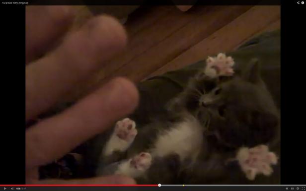 Eine graue Katze liegt auf dem Rücken und streckt ihre Pfoten in die Luft.