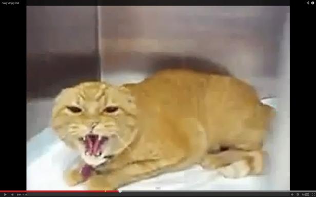 Eine orangefarbene Katze faucht mit aufgerissenem Maul.