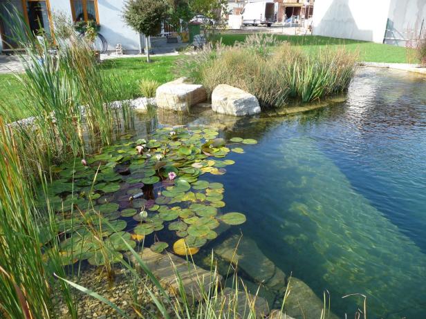 Vom Brunnen zum Biotop: Neun Tipps für Wasser im eigenen Garten