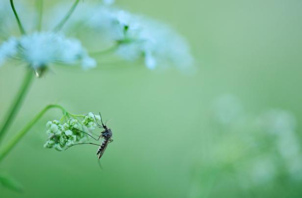 Gelsen sind für viele Burgenländer eine alljährliche Plage Close-up photograph of midge with defocused background