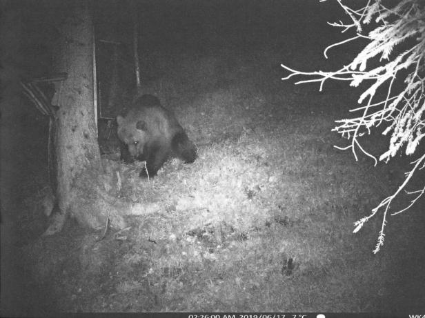 Nun soll auch in Tirol die Jagd auf einen Wolf eröffnet werden