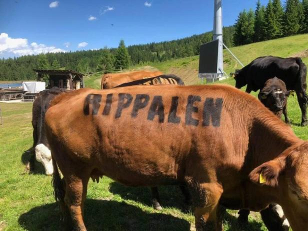 Tierschützer empört: Kärntner nutzt Rinder als Werbefläche