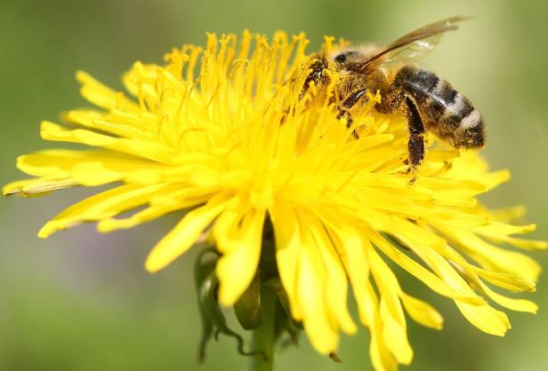 Imker-Boom nach Bienensterben: „Viele Leuten wollten sie retten“