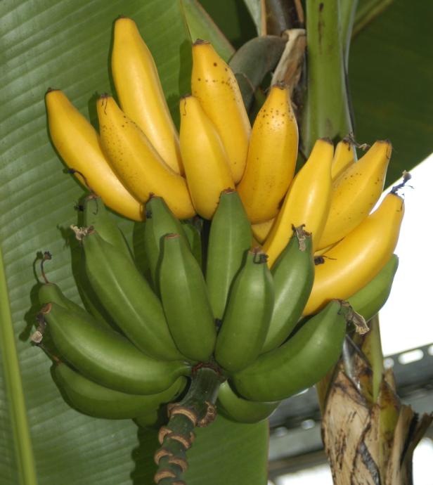 Gesucht: Die Banane von morgen