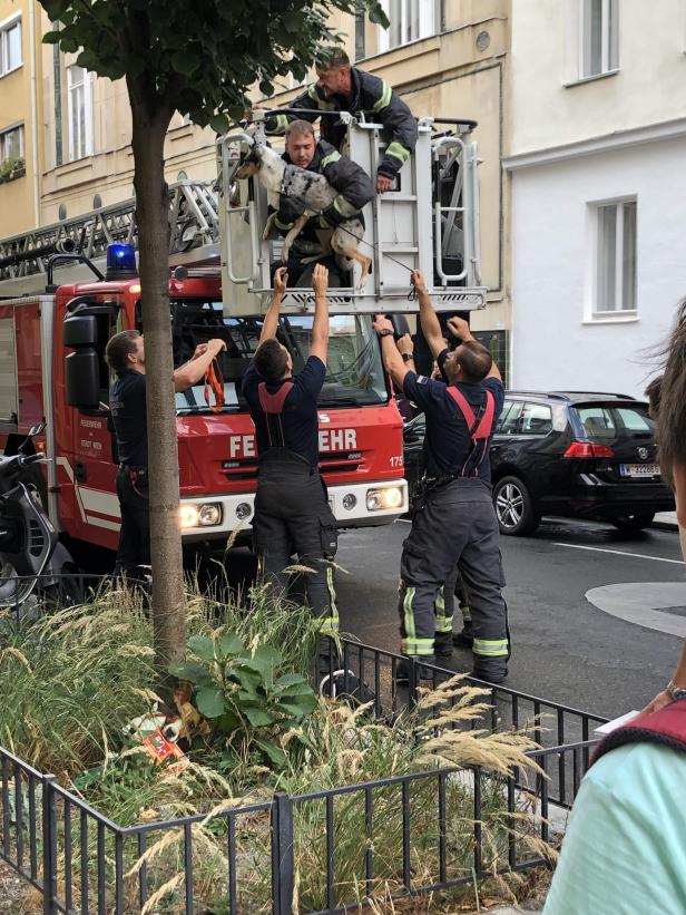 Wien: Feuerwehr rettete entlaufenen Hund von Hausdach