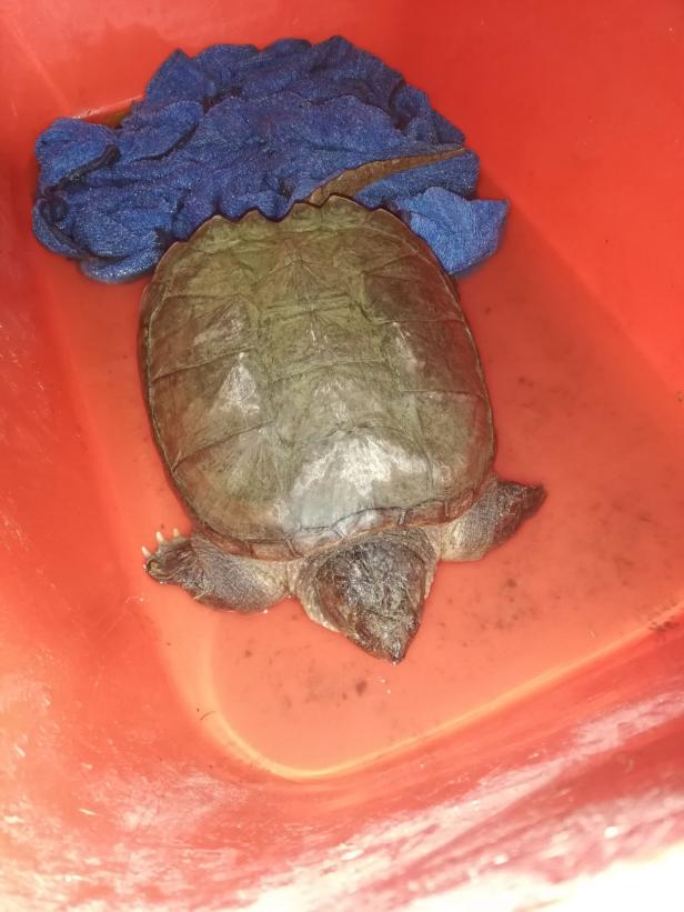 Schnappschildkröte auf offener Straße gefunden
