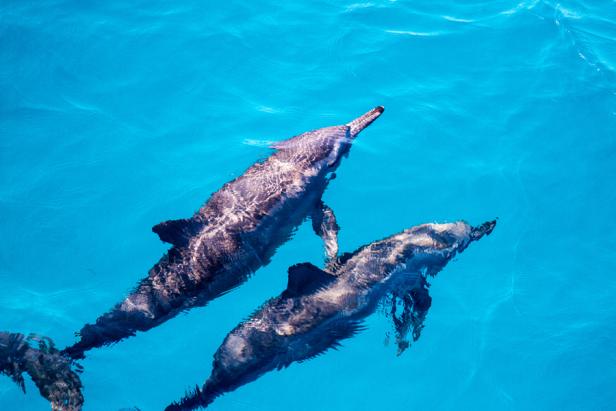 Wie uns Begegnungen mit Delfinen prägen