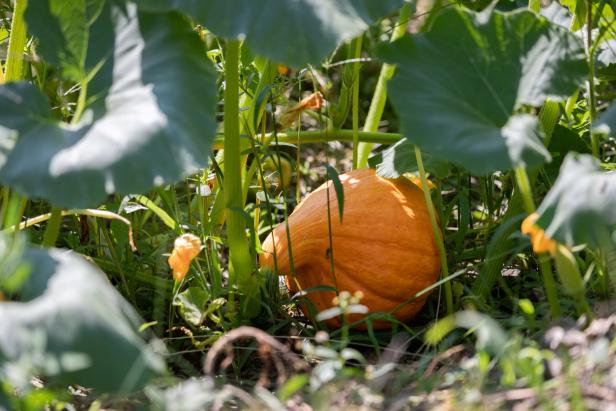 Wie ein harter Rocker seinen Naturgarten sanft betreut