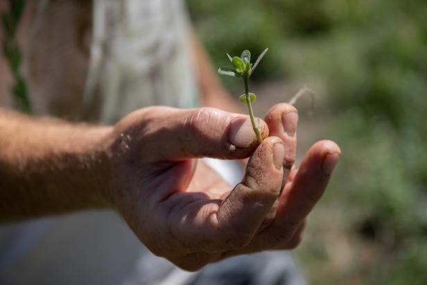 Wie ein harter Rocker seinen Naturgarten sanft betreut