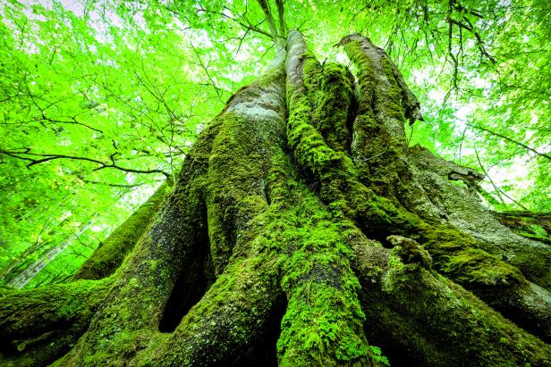 Geheimes Grün: Die schönsten heimischen Zauberwälder