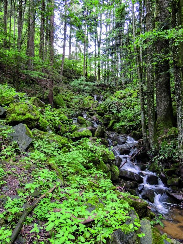 Geheimes Grün: Die schönsten heimischen Zauberwälder