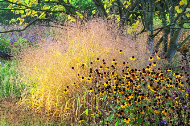 Ziergräser für jeden Garten