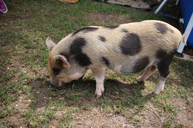Anzeige: Wiener Familie zittert um "schweinische" Mitbewohner